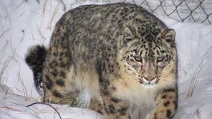 Himalyan Leopard| survey