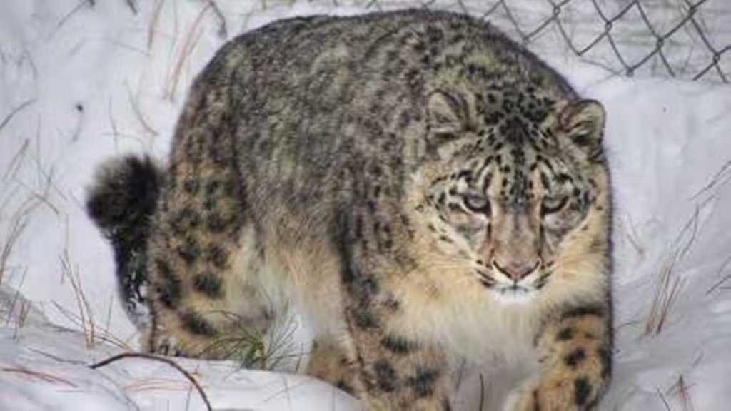 Himalyan Leopard| survey