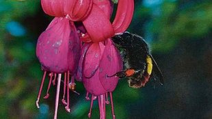 Dunia mere aage, Love and nature