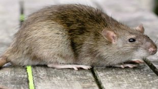 Mumbai BMC Kills | G North Ward | BMC insecticide department