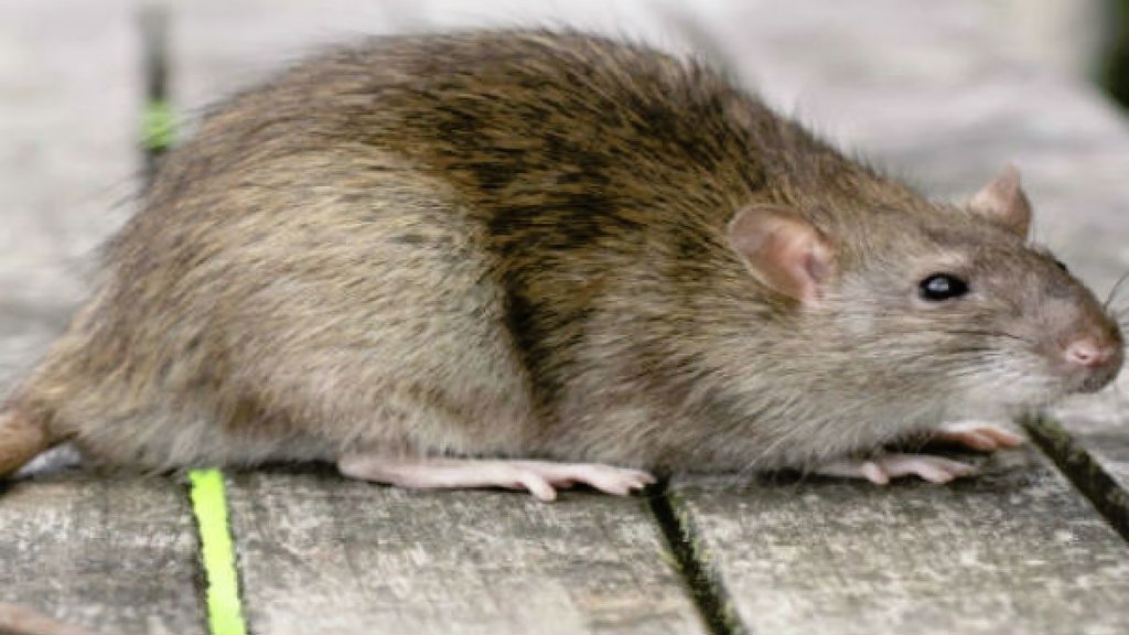 Mumbai BMC Kills | G North Ward | BMC insecticide department