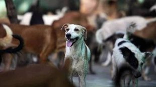 Noida Animal shelter, pet burial site, Noida