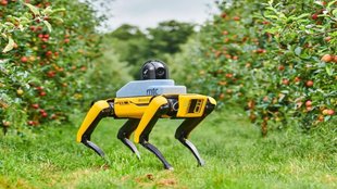 Robot| seeds|quality