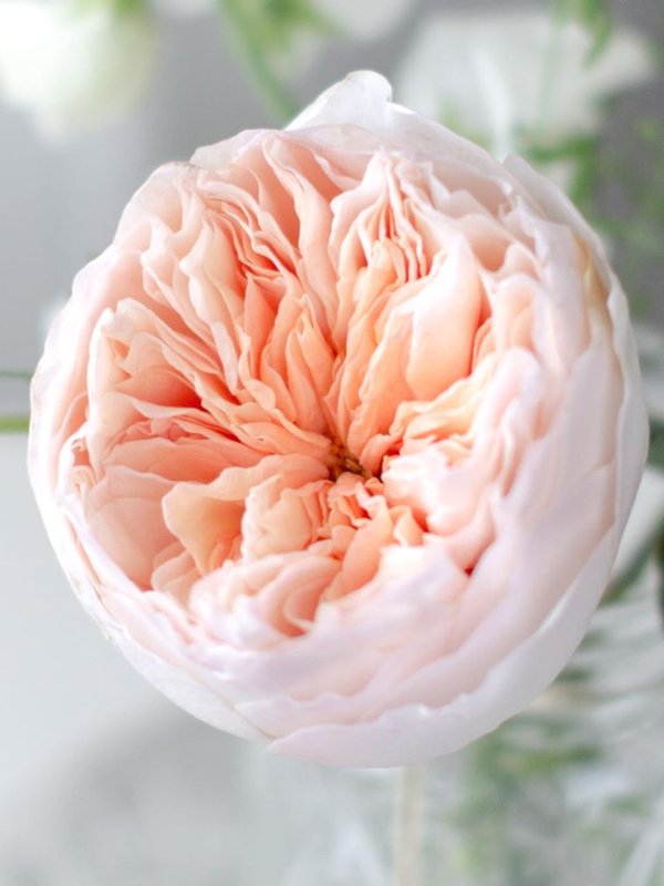 Juliet Rose remains fresh for 3 years cost is Rs 130 crores