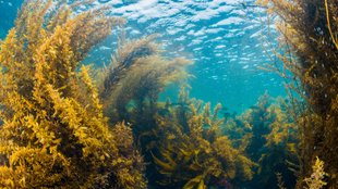 Sea| weed| economic