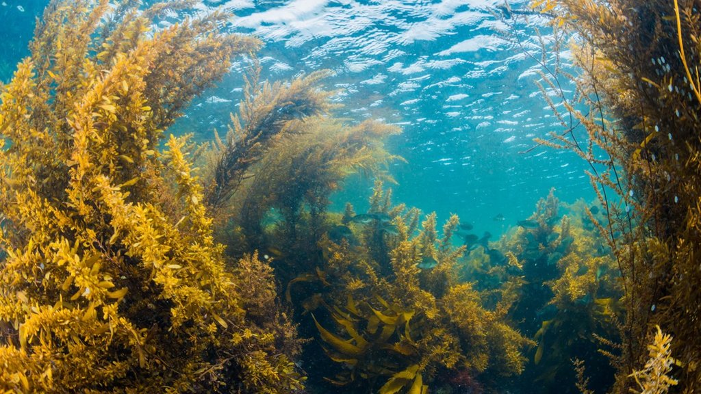 Sea| weed| economic