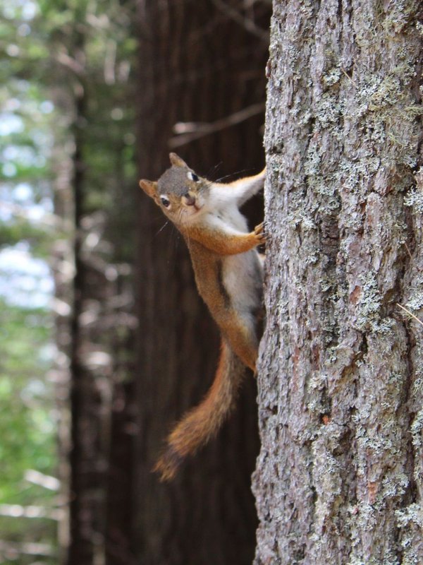 Squirrel keeps coming into the house