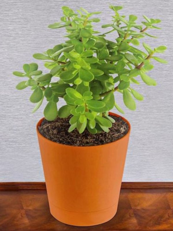 Jade PLants benefits