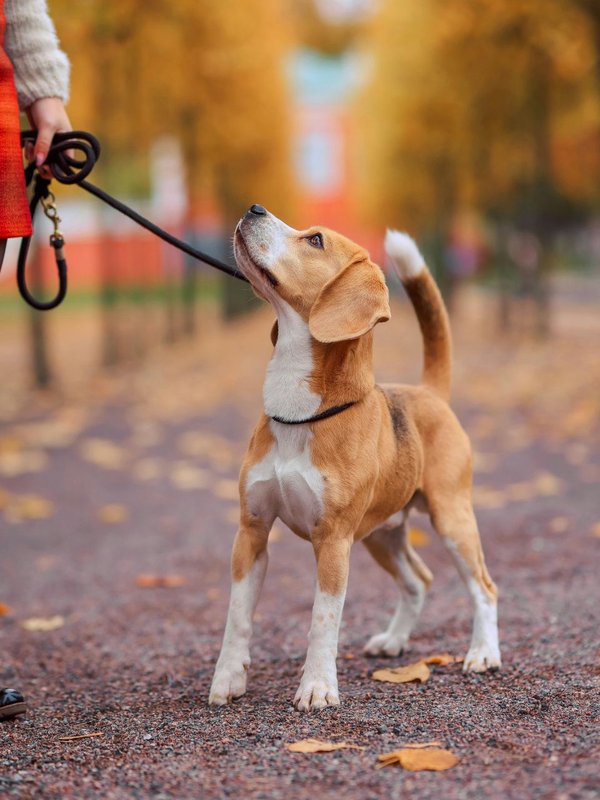 Why dogs tail crooked