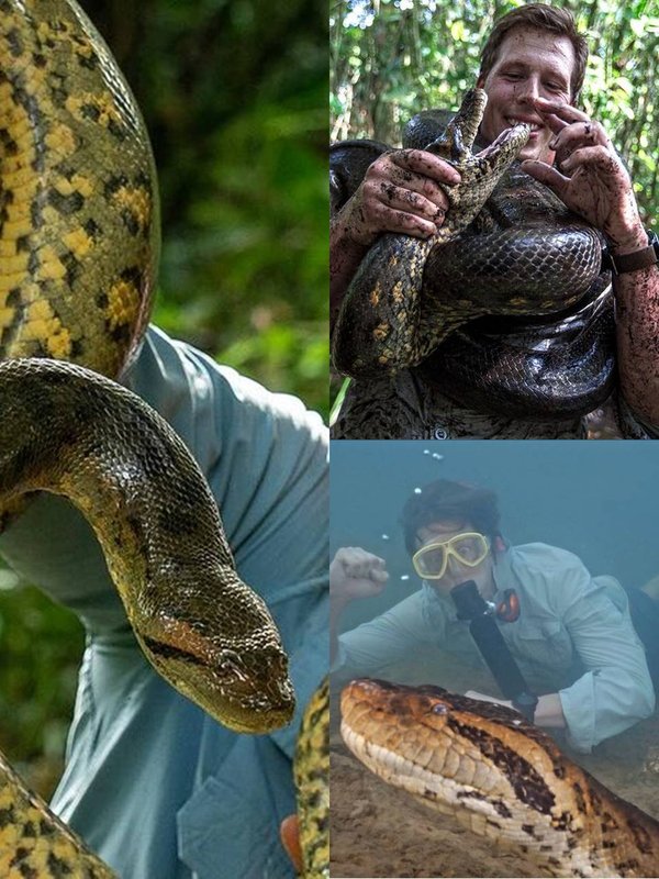 Worlds biggest snake Green Anaconda