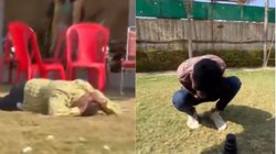 शादी समारोह में मधुमक्खियों का हमला, कई घायल, 2 को ICU में किया गया भर्ती