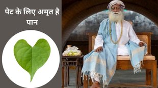 betel leaf benefits for diabetes, betel leaves for digestion, betel leaf for cough,health, health tips, betel leaves, betel leaves benefits,
