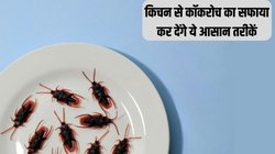 किचन में कॉकरोचों ने मचा रखा है आतंक? आज ही अपना लें ये आसान तरीके, बिना मारे एक भी नहीं दिखेंगे आसपास