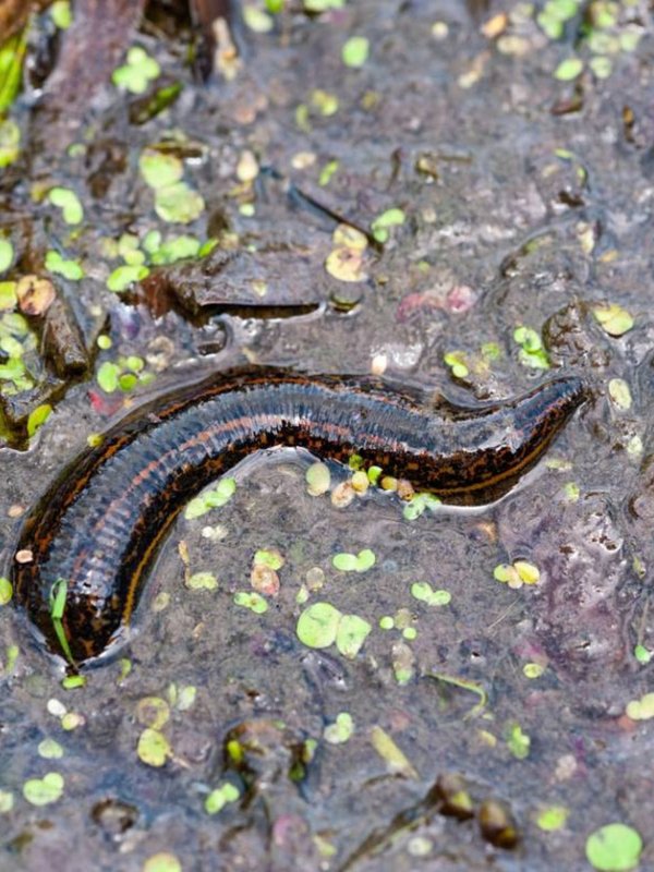 creature with 32 brains