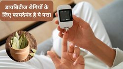 डायबिटीज के मरीज इस पत्ते को पानी में उबालकर सुबह खाली पेट पिएं, दिनभर कंट्रोल रहेगा ब्लड शुगर लेवल, पाचन भी होगा बेहतर