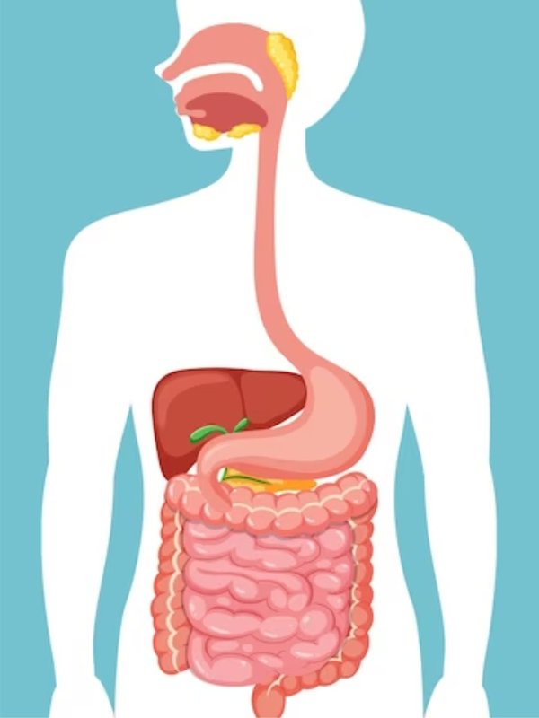 ginger side effect, ginger spice,Ginger Side Effects,