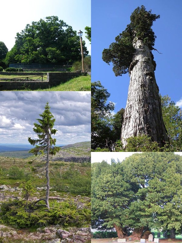 World 8 Oldest Living Trees And Where To Find Them