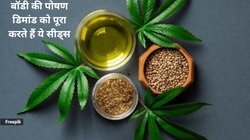 Nutrition alert: नेचुरल मल्टीविटामिन हैं भांग के बीज, 100 ग्राम Hemp Seeds में कौन-कौन से पोषक तत्व हैं मौजूद, जानिए
