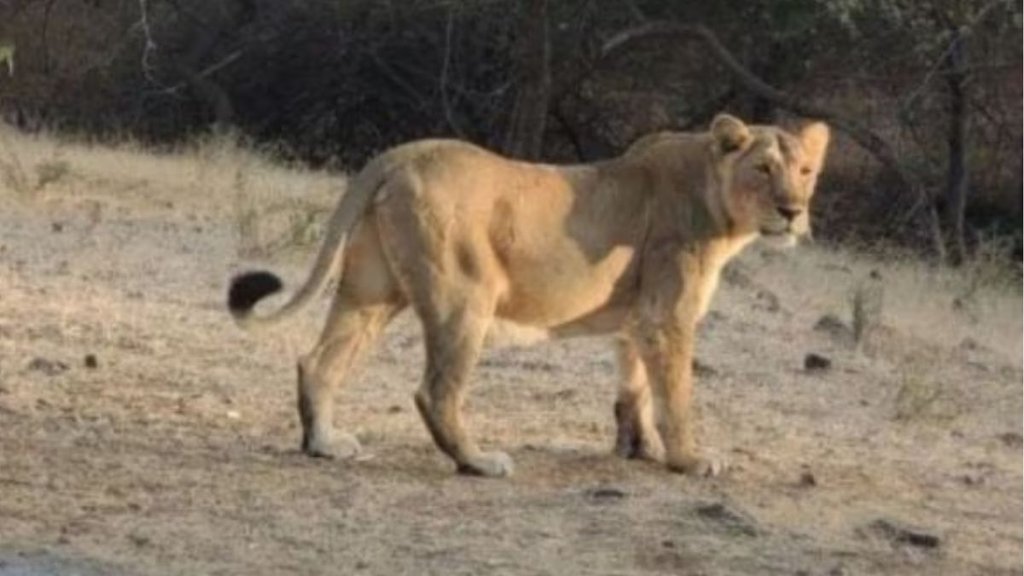 Lioness in Siliguri zoo named Sita