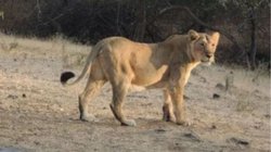 बंगाल में शेरनी का नाम ‘सीता’ रखने पर विवाद, हाईकोर्ट ने राज्य सरकार से मांगी रिपोर्ट