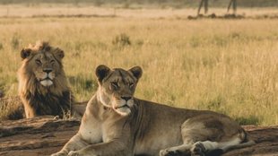 lioness sita and lion akbar