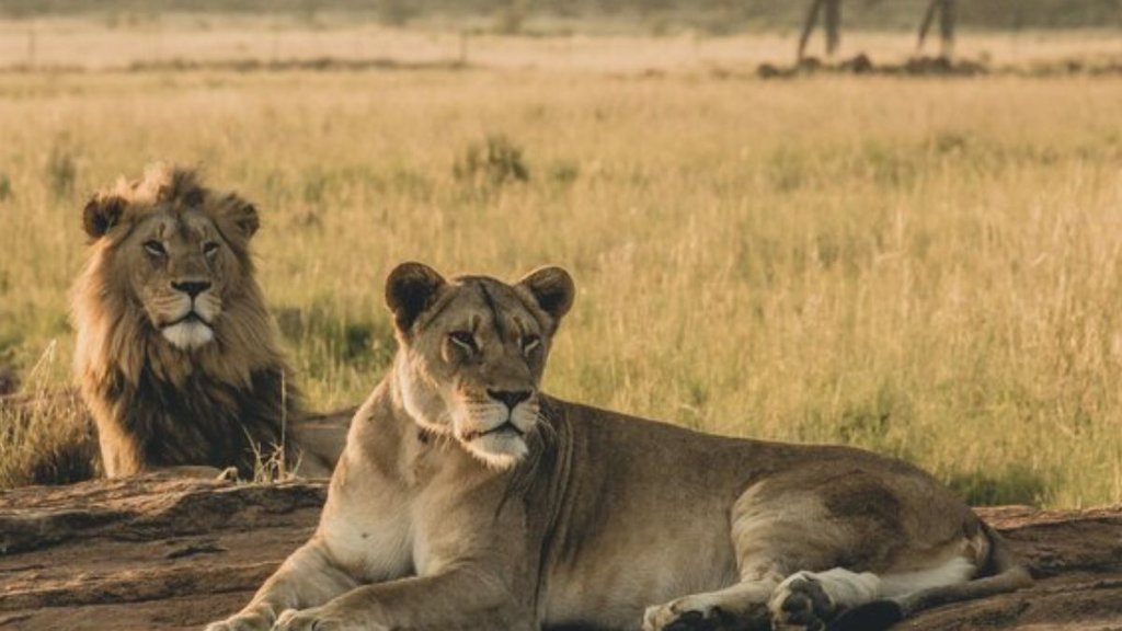 lioness sita and lion akbar