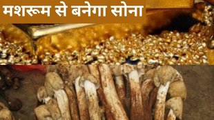 mashroom into gold