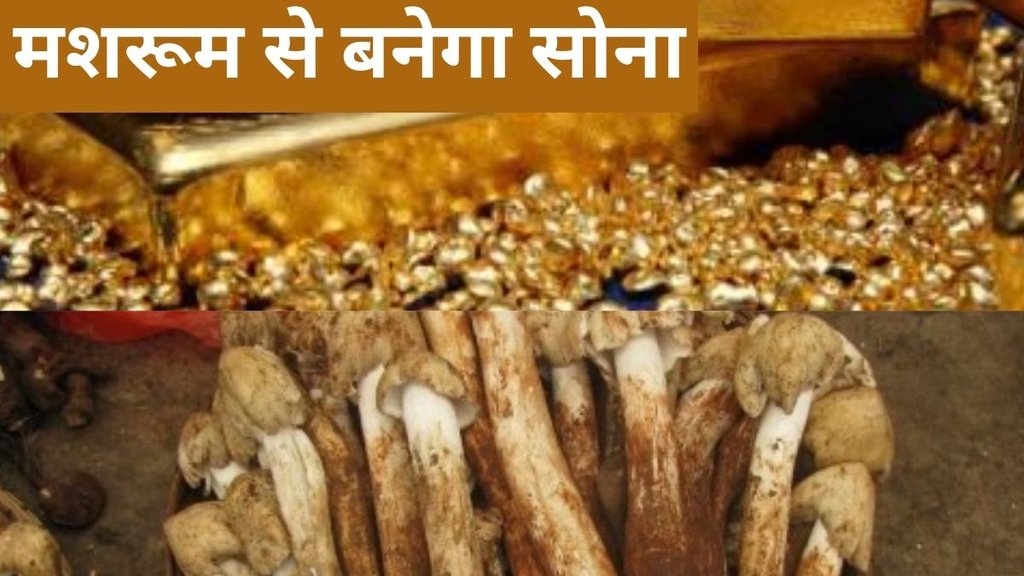 mashroom into gold