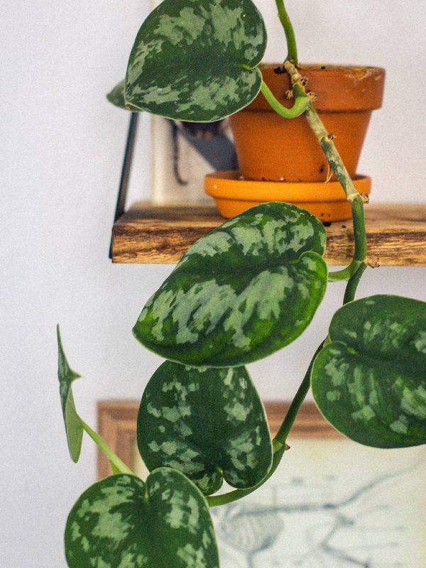 Vastu shastra,Money Plant, Money Plant ke Upay, vastu, vastu tips, vastu shastra