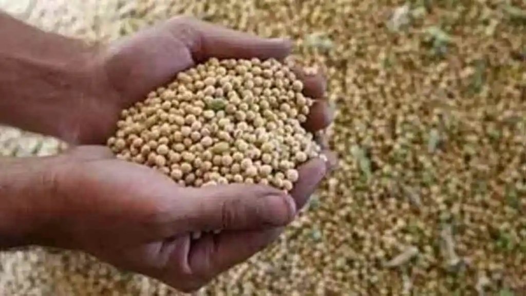 soyabin| Agriculture