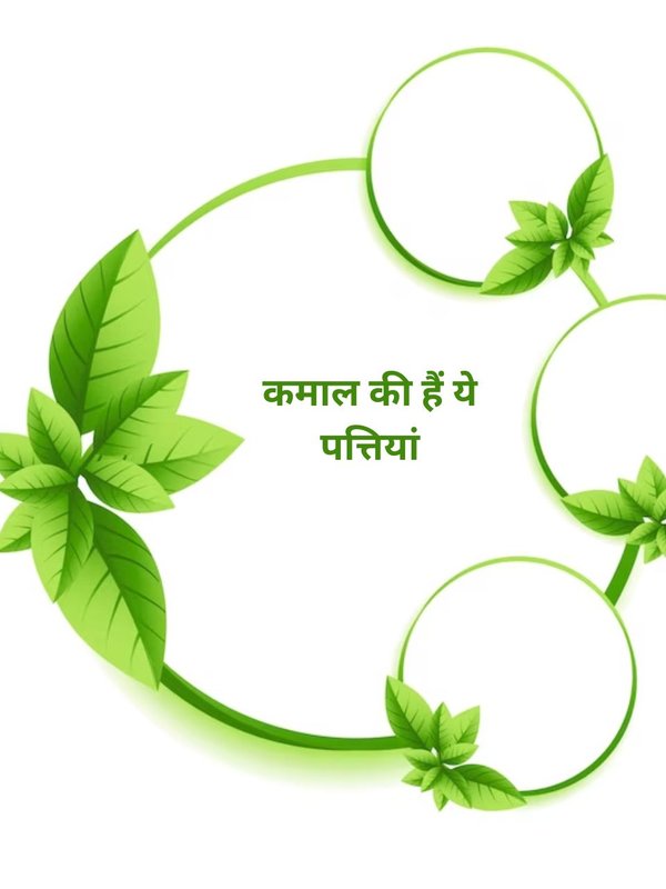 tulsi ke patte,Tulsi ke patte ke fayde,Basil Leaves Benefits,Basil Leaves,