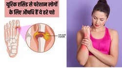 यूरिक एसिड का सफाया कर देंगे खाने का स्वाद बढ़ाने वाले ये छोटे हरे पत्ते, जोड़ों के दर्द से मिल जाएगा छुटकारा, बस जान लें कैसे बनाएं डाइट का हिस्सा