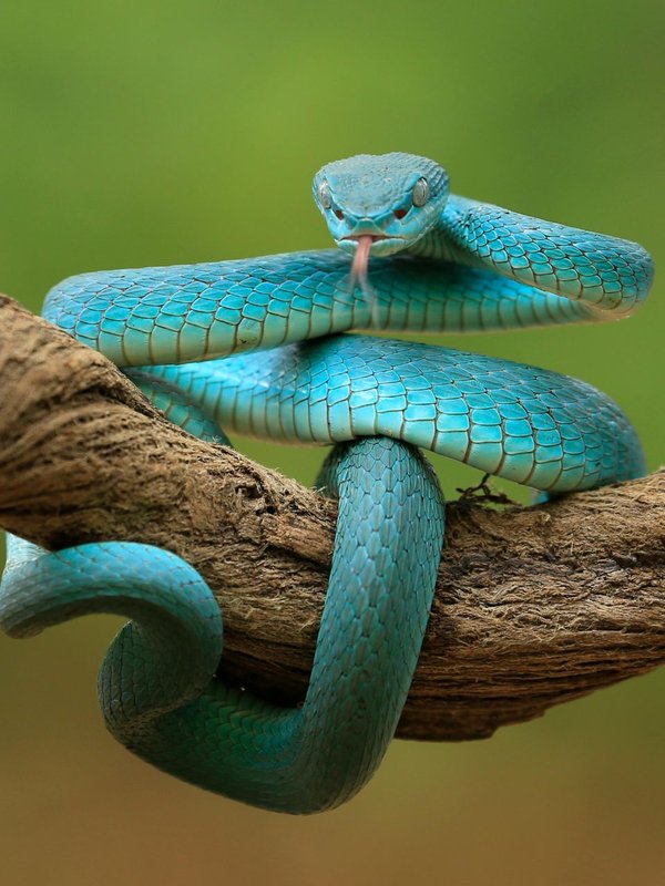 which snake are poisonous