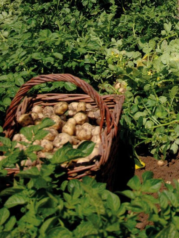 50 thousand rupees kg potato