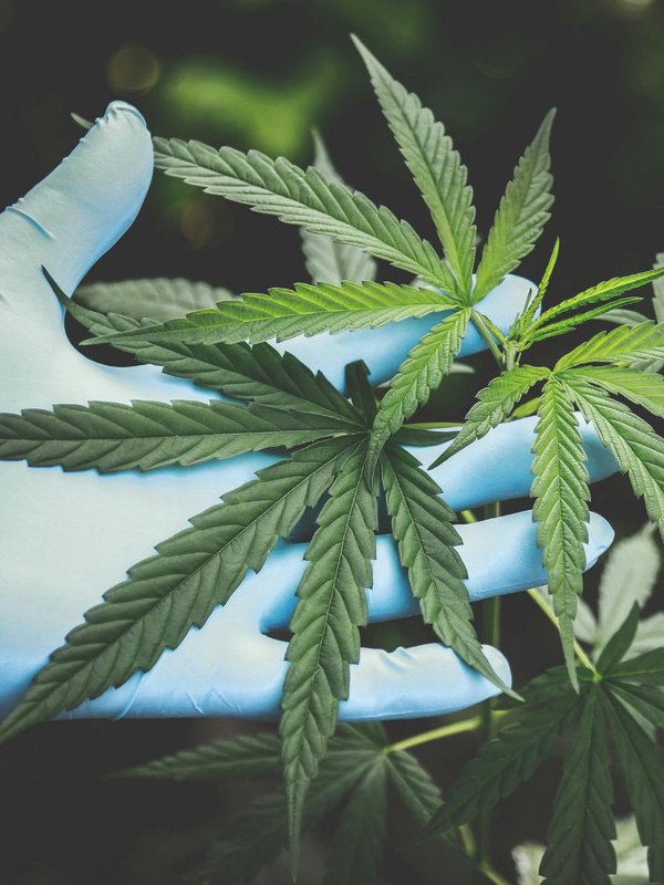 Bhang benefits in holi