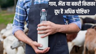 Cow Milk vs Buffalo Milk । Cow Milk vs Buffalo Milk vs Goat Milk । Health News