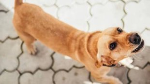 Goa, Dog Bite, Stray Dog, Dog Biting Law