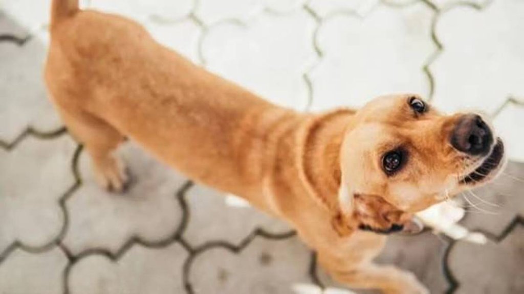 Goa, Dog Bite, Stray Dog, Dog Biting Law