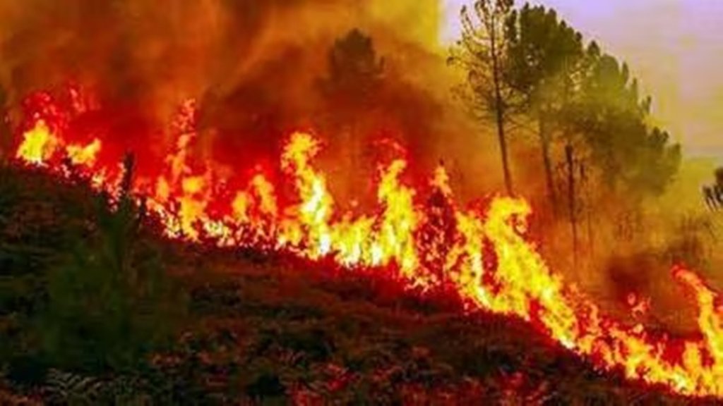 Fire| Forest| Uttrakhand