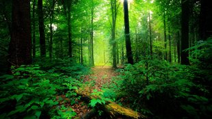 Forest| cut| temperature
