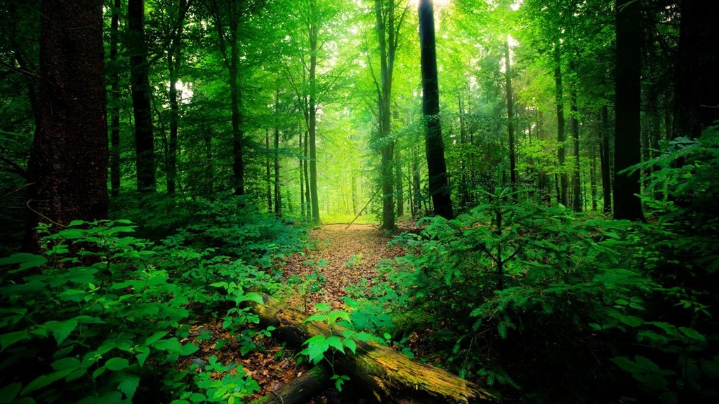 Forest| cut| temperature