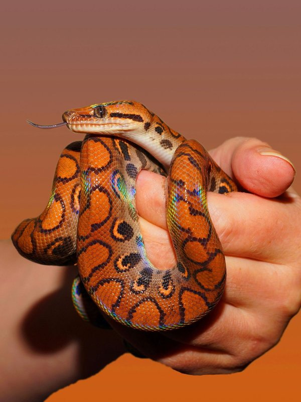 India Most Poisonous Snake