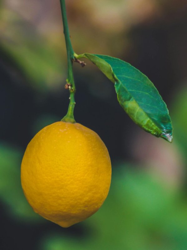 Lemon auction for Rs 35 thousand