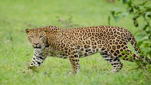 Leopard| population| increased