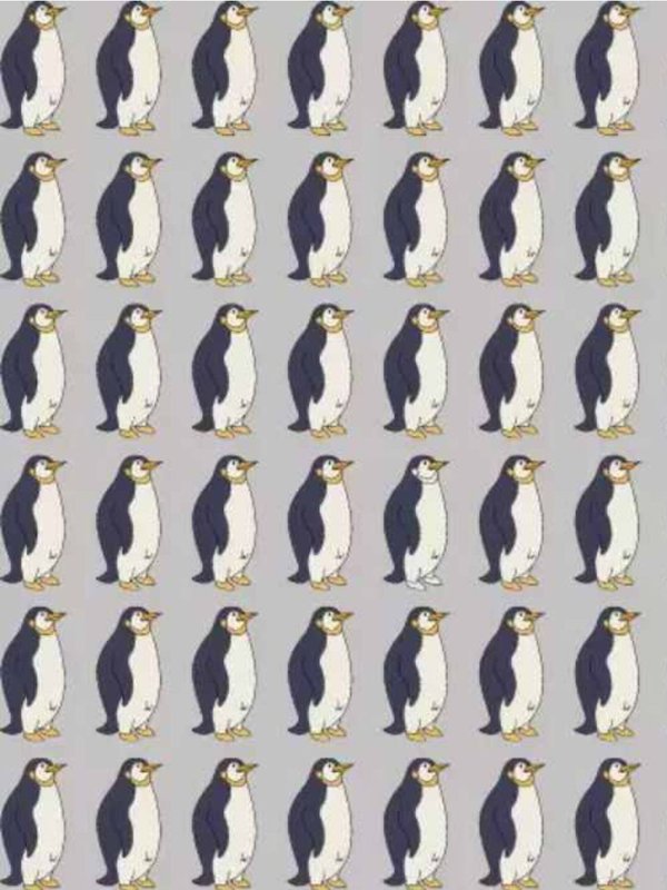 Optical Illusion Spot The Odd Penguin In this Picture