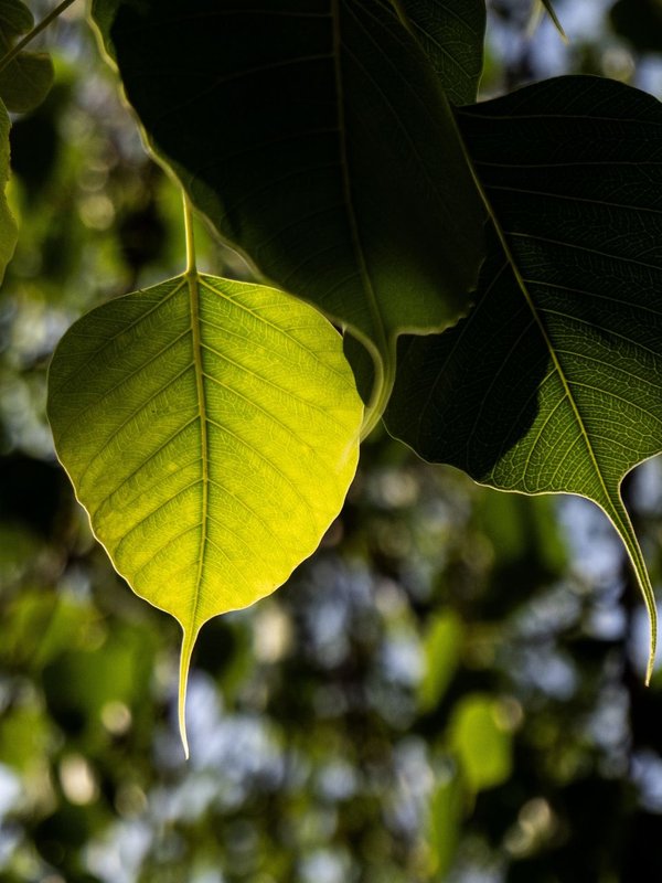 Peepal Leaf Medicine
