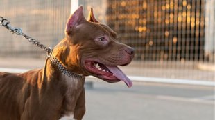 Pitbull