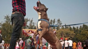 foreign dog breeds Pitbull