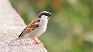 Sparrow