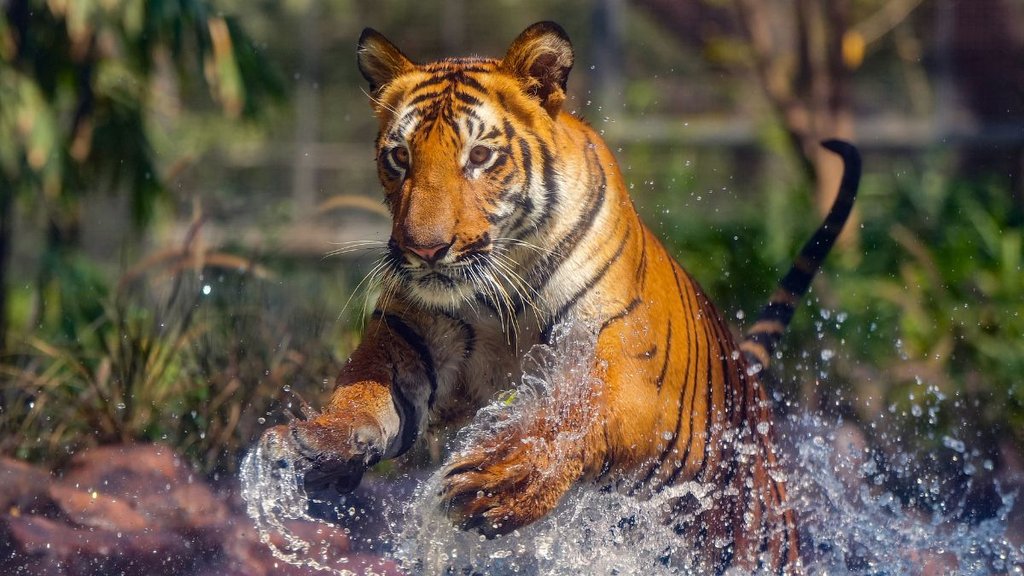 Tiger | Corbett | Supreme court